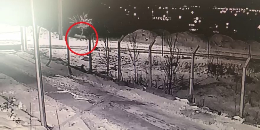 Aç kalan kurtlar yerleşim yerlerine kadar indi