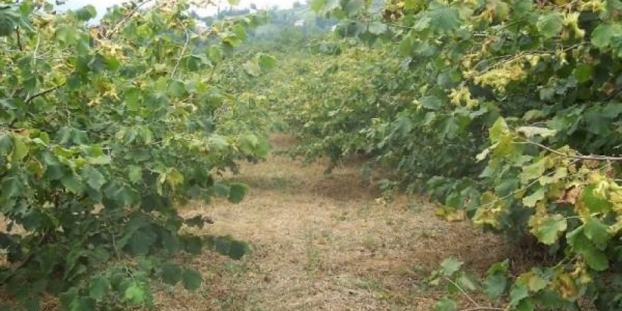 Fındık bahçeli ev icradan satılığa çıkarıldı