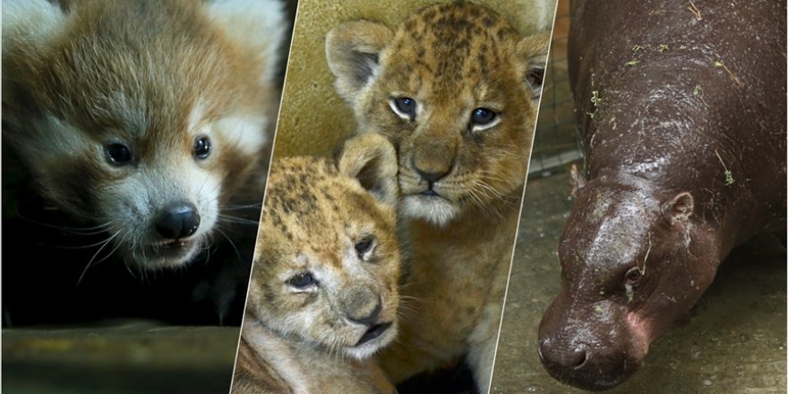 Darıca'daki Faruk Yalçın Hayvanat Bahçesi yarın yeniden ziyarete açılacak