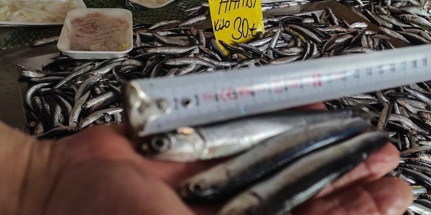 Hamsi fiyatları av yasağının kalkmasıyla yeniden düştü