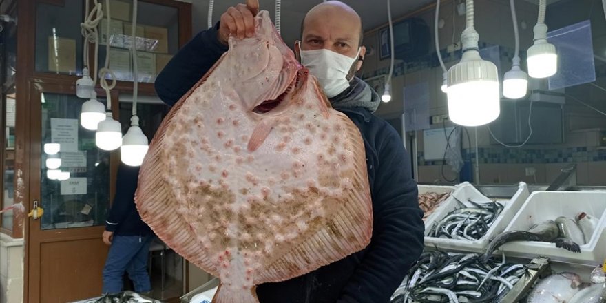 Sinop'ta ağa takıldı! Kilosu 200 lira