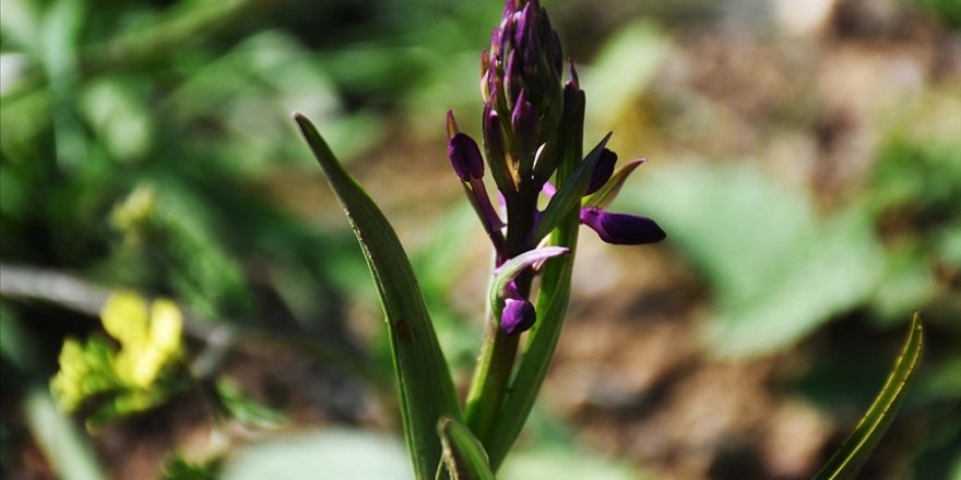 Doğadan izinsiz orkide toplayan 2 kişiye 160 bin 930 lira ceza