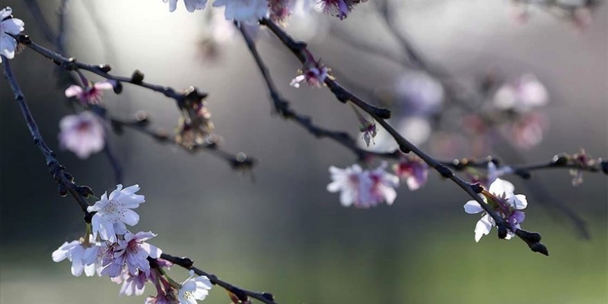 Baharın müjdesi cemrelerin ilki 19-20 Şubat'ta havaya düşecek