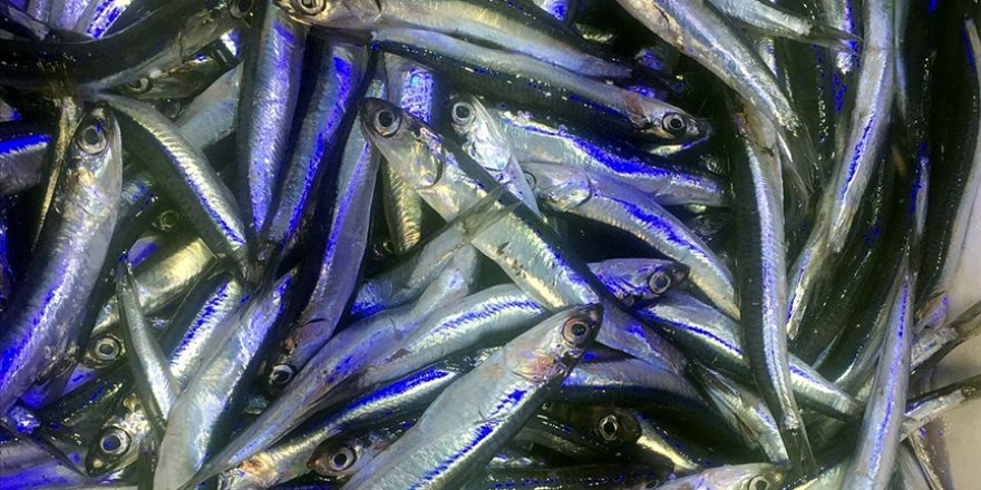 Ordu'da hamsinin kilogram fiyatı 40 liraya yükseldi