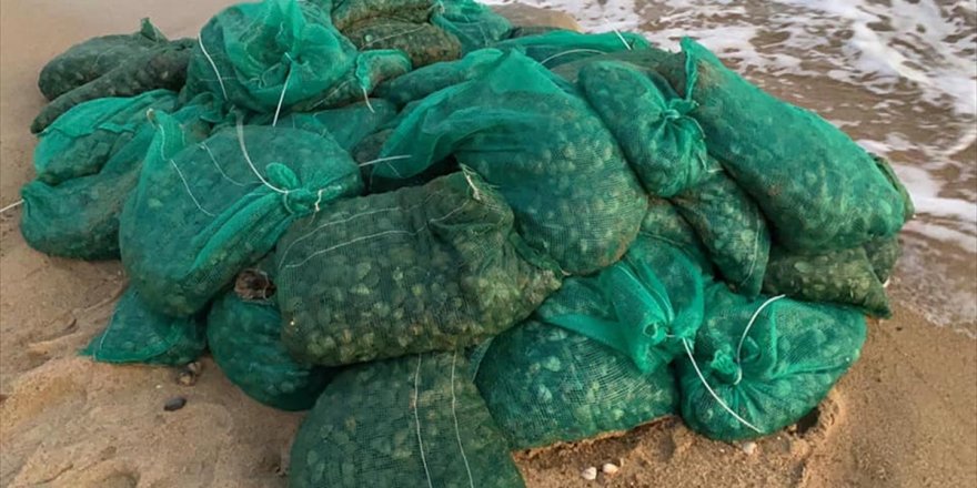 Edirne'de 1 ton midye ele geçirildi