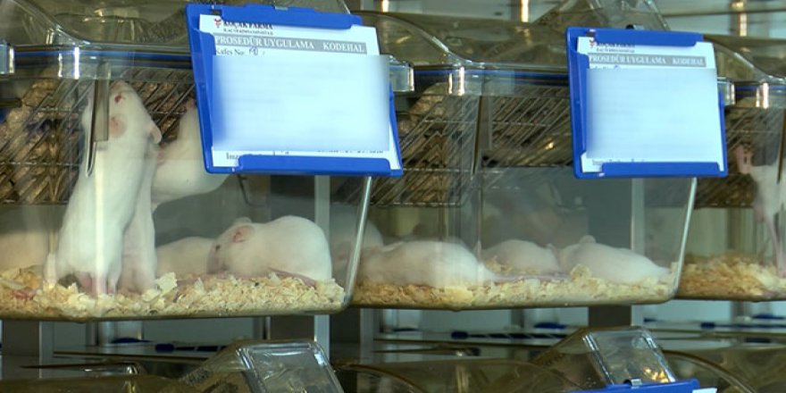 Varyant virüste korkutan 'fare' gelişmesi