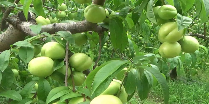 Bayramiç beyazı, Avrupa Birliği'nde tescillendi