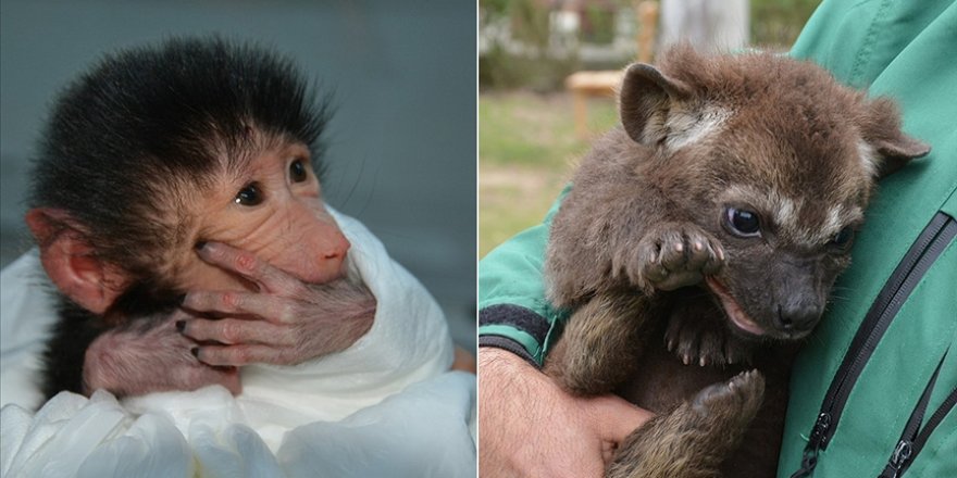 Babun 'Nisan' ile sırtlan 'Seko' Tarsus Doğa Parkı'nın yeni üyeleri oldu