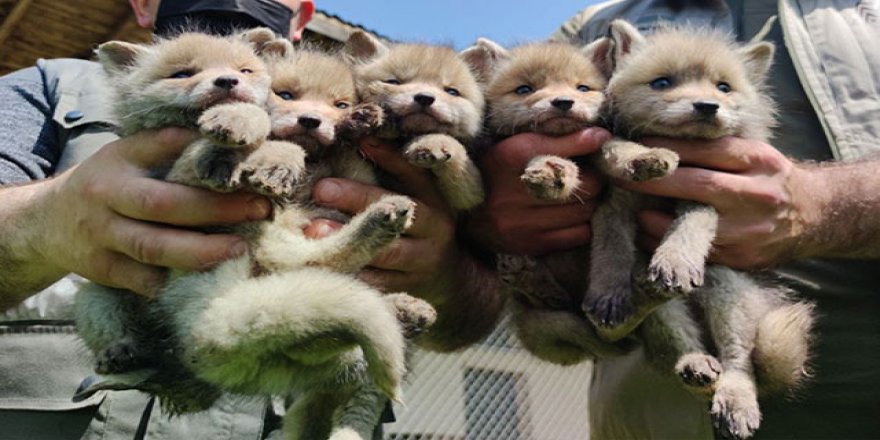 Kazada anneleri ölen 5 yavru tilki, Düzce'de bakıma alındı