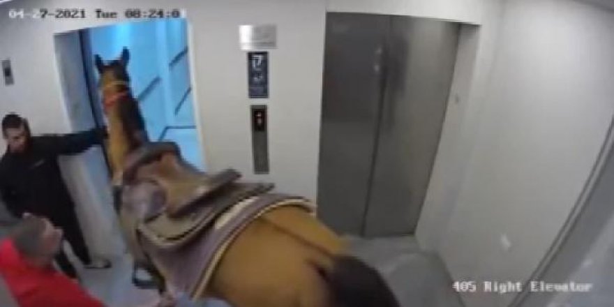 Asansöre at bindirmeye çalıştılar