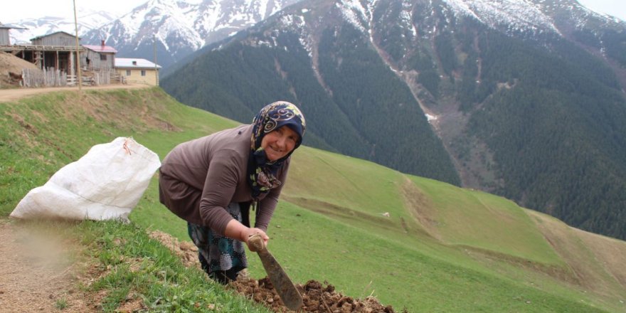 Korona buraya uğramadı