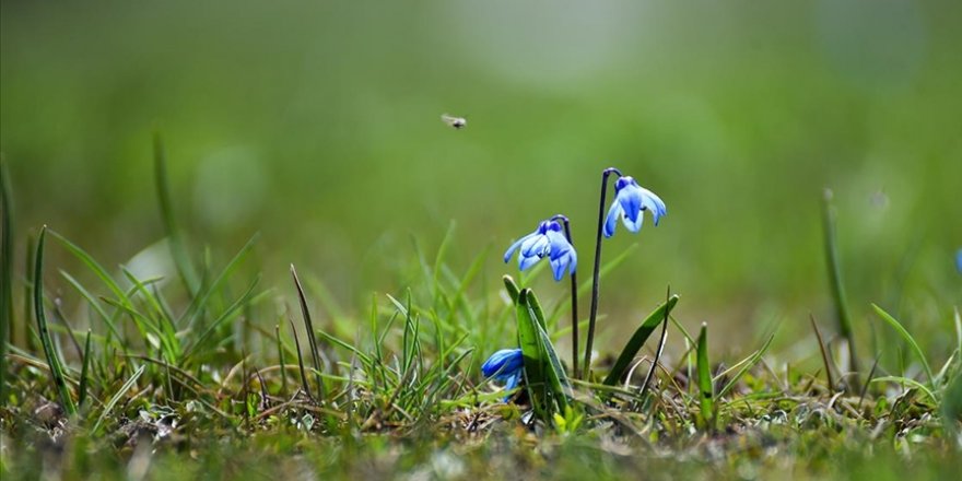 Kars'ta ilkbaharda açan mavi kardelenler doğayı süslüyor