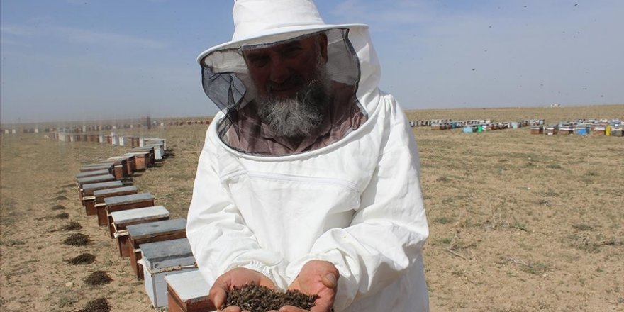 Konya'da bilinçsiz ilaçlama nedeniyle 750 kovandaki binlerce arı telef oldu