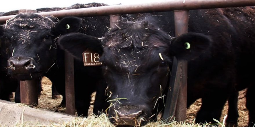 ABD’de 'biftek pasaportu' dönemi