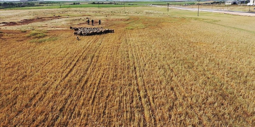 Güneydoğu Anadolu ve Konya Havzası'nda meteorolojik kuraklık yerini tarımsal kuraklığa bıraktı