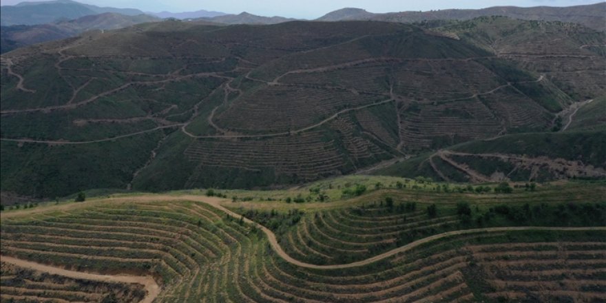 İzmir'de 2 yıl önce yanan ormanlık alana 6 milyon 500 bin fidan dikildi