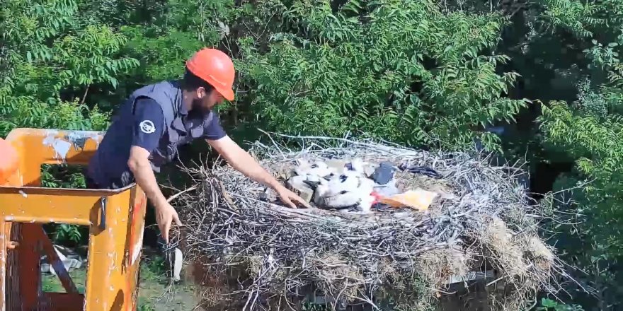 Yaren leyleğin yavruları için seferber oldular