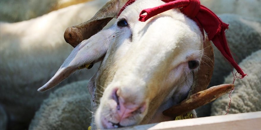 Vekalet yoluyla kurban kesim bedelleri açıklandı