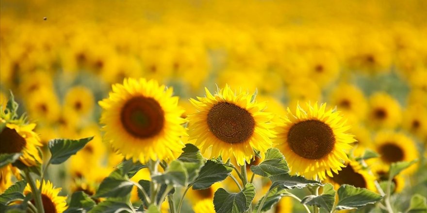 Ayçiçeği tohumundan 30 Haziran'dan sonra da gümrük vergisi alınmayacak