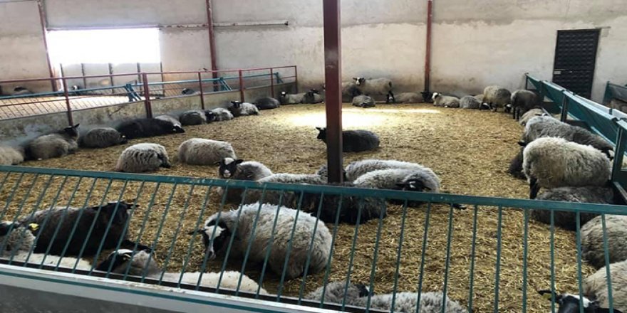 Koyun Keçi Yetiştiricileri Birliği eleman alımı yapacaktır