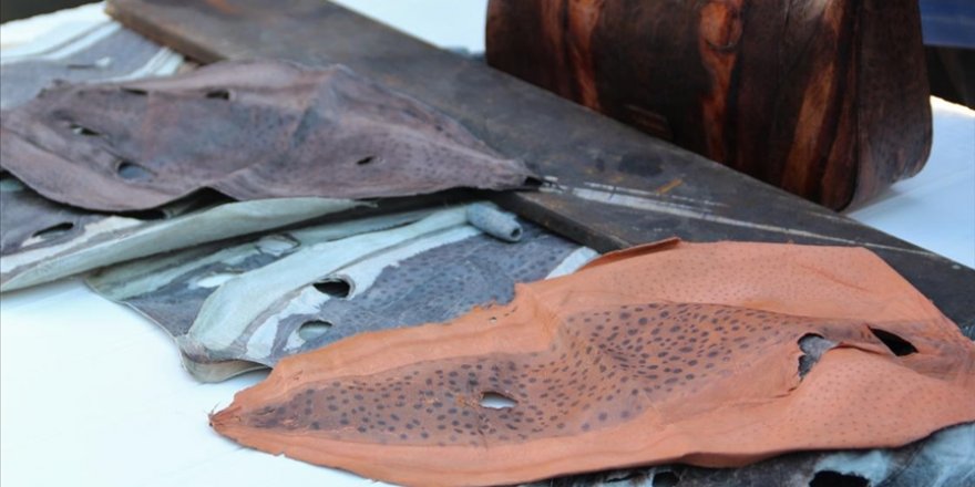 Balon balığının derisi ve zehri sanayide kullanılacak