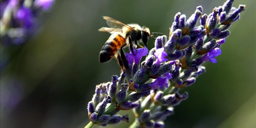 Konya'daki lavanta bahçeleri fotoğraf tutkunları için doğal stüdyo oldu