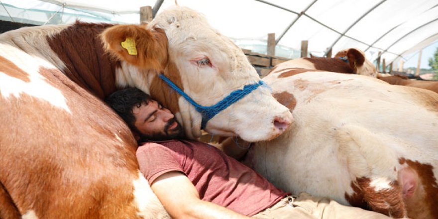 Boğası ile uyuyor