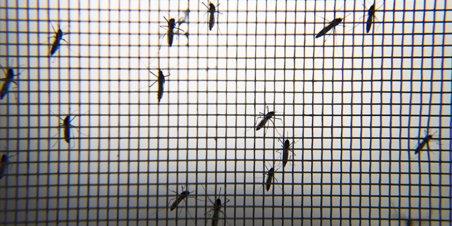 Karadeniz için Asya Kaplan Sivrisineği uyarısı