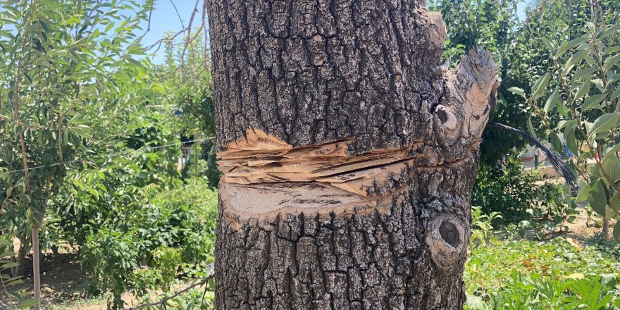 Ağaç budarken kendi boğazını kesti 