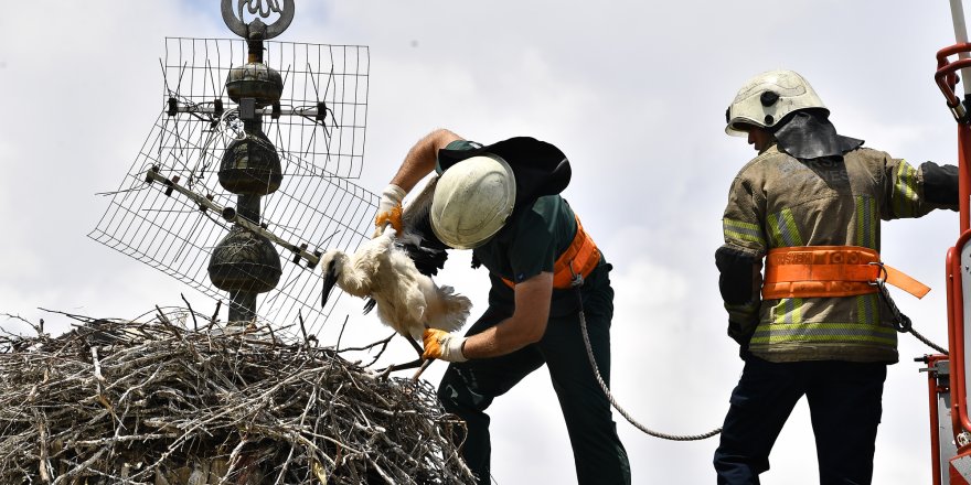 Leylek yavrularına kubbe üstünde tedavi