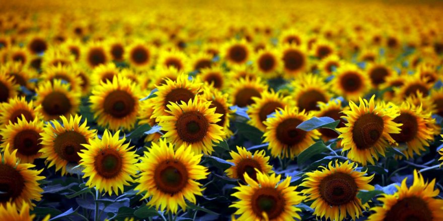 Samsun'da ayçiçeği tarlaları doğal fotoğraf stüdyosuna dönüştü