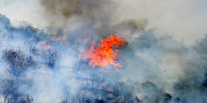 OGM: 79 yangından 66’sı kontrol altında