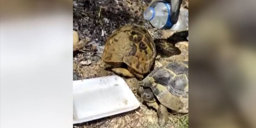Yangındaki iki kaplumbağayı orman işçileri kurtardı