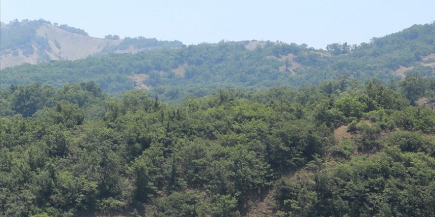 Bingöl'de ormanlık alanlara giriş yasaklandı