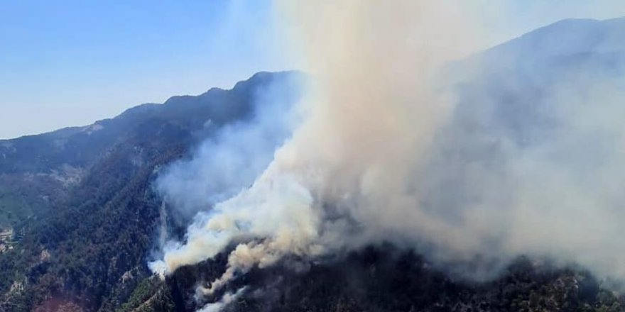Köyceğiz'de orman yangını