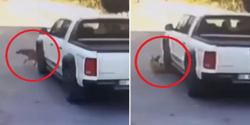 Köpeği kamyonetle ezip kaçtı