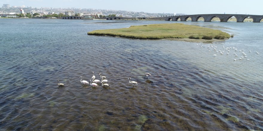 Büyükçekmece'de flamingo sürprizi