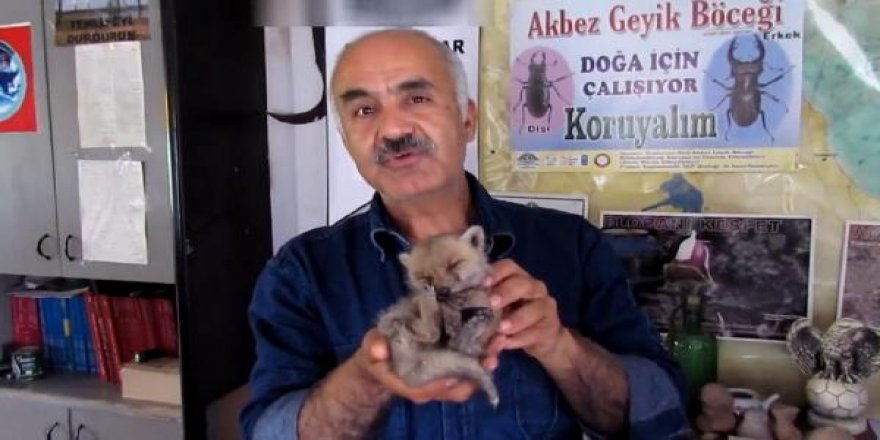 Tilki yavrusunu sütle besliyor