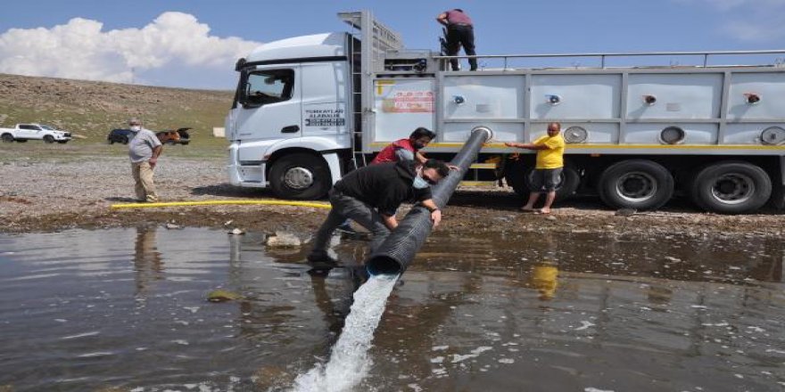Kars'taki göllere 2 milyon yavru sazan bırakıldı