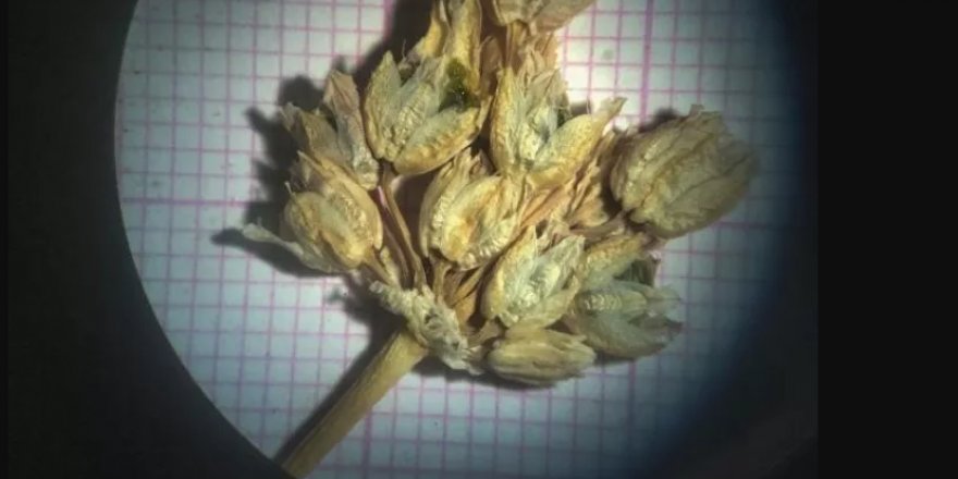 Mardin'de keşfedildi. Dünya'nın en prestijli dergilerinden birinde yer aldı.