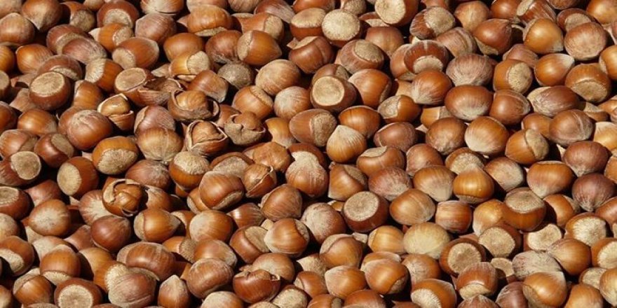 Fındık fiyatları ne kadar?
