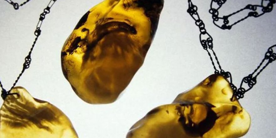 16 milyon yıllık kehribarın içinde bir su ayısı bulundu