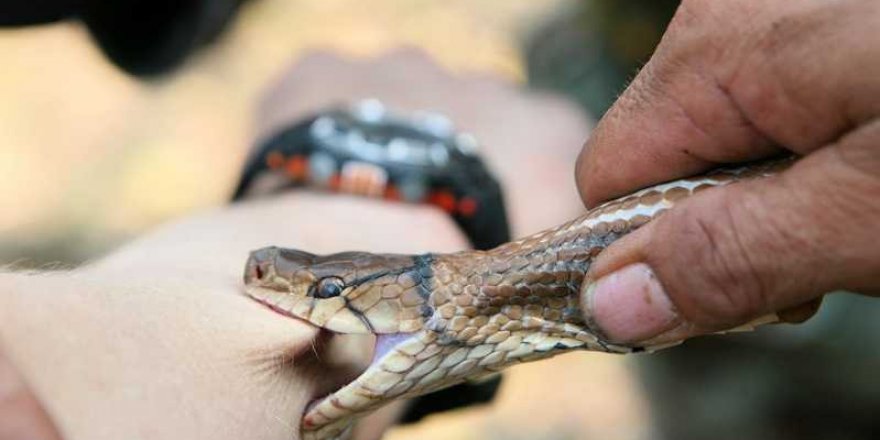 Isıran yılanın zehirli olup olmadığını nasıl anlarız