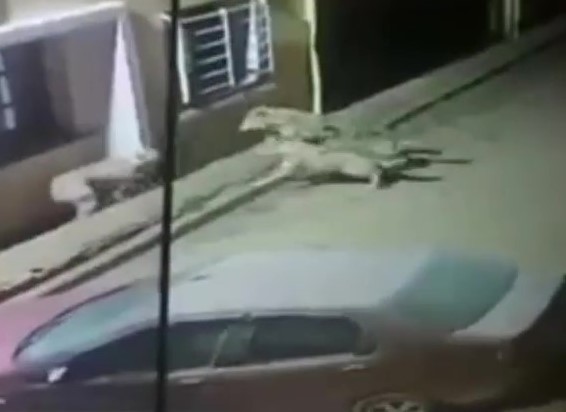 Köpeği alıp götüren kurtları kangallar hızır gibi yetişerek dağıttı