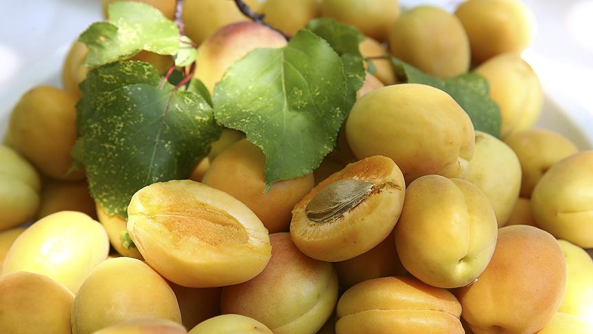 Malatya Kayısısı Artık Tescilli