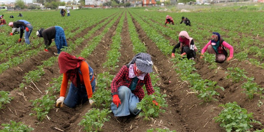 Mevsimlik işçiler nasıl sigortalı olur?