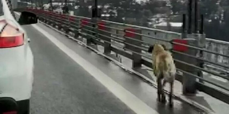 Köprüden geçen köpeğe güvenlik konvoyu oluşturdular