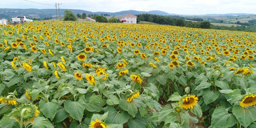 Kocaeli Büyükşehir Belediyesi açıkladı: Ayçiçeği üreticisine gübre desteği