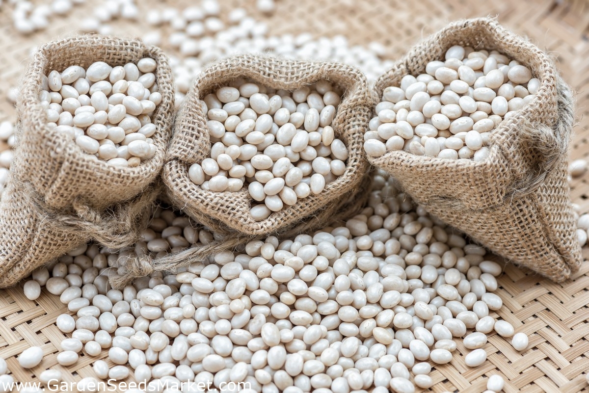 Yüzde 75 hibeli kuru fasulye tohumu dağıtıldı