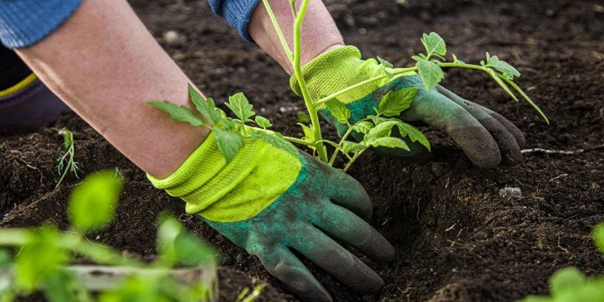 Zonguldak Çaydeğirmeni Belediyesi bahçıvan alacak